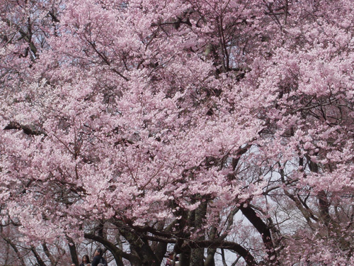 桜並木